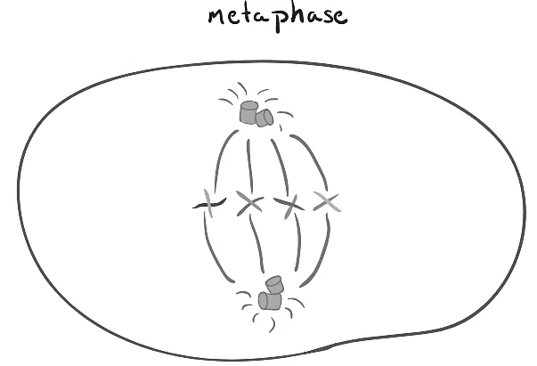 Mitosis: Unveiling the Intricacies of Cellular Division | Biology for MCAT