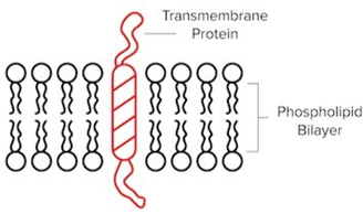 A “One-Pass” Transmembrane Protein That Contains One Hydrophobic Region.