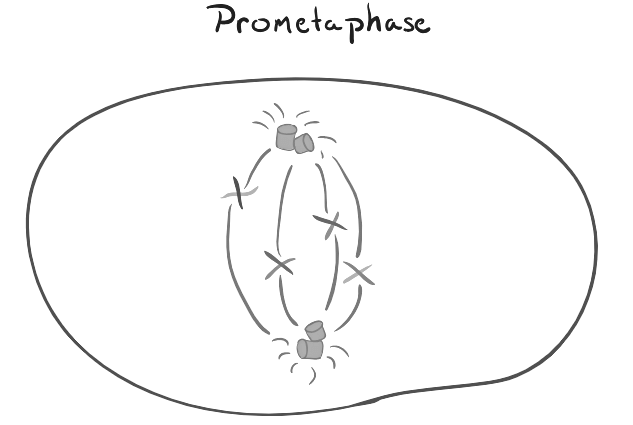 Mitosis: Unveiling the Intricacies of Cellular Division | Biology for MCAT