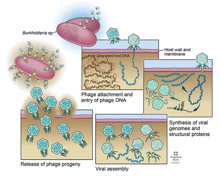 Bacteriophage | Biology and Biochemistry for MCAT