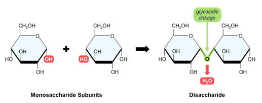 Carbohydrates- Monosaccharides, Disaccharides, Polysaccharides | Biology and Biochemistry for MCAT