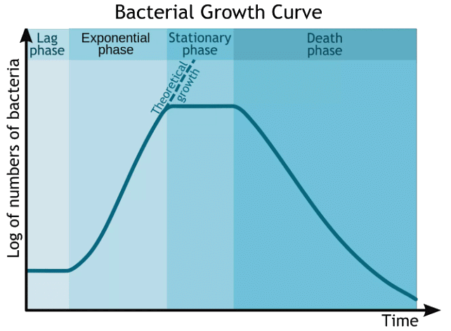 Phases of Bacterial Growth | Biology and Biochemistry for MCAT