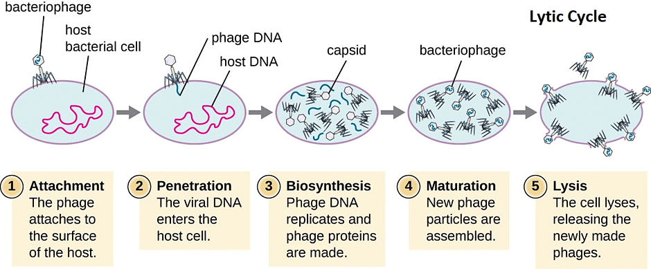 Lytic Cycle of Bacteriophage.