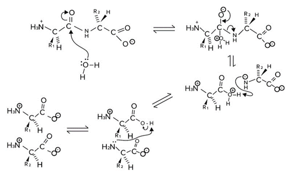 Peptide Bond Hydrolysis.