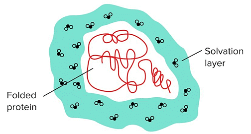 Water Molecules Surrounding the Protein Are Known as The Solvation/Hydration Layer.