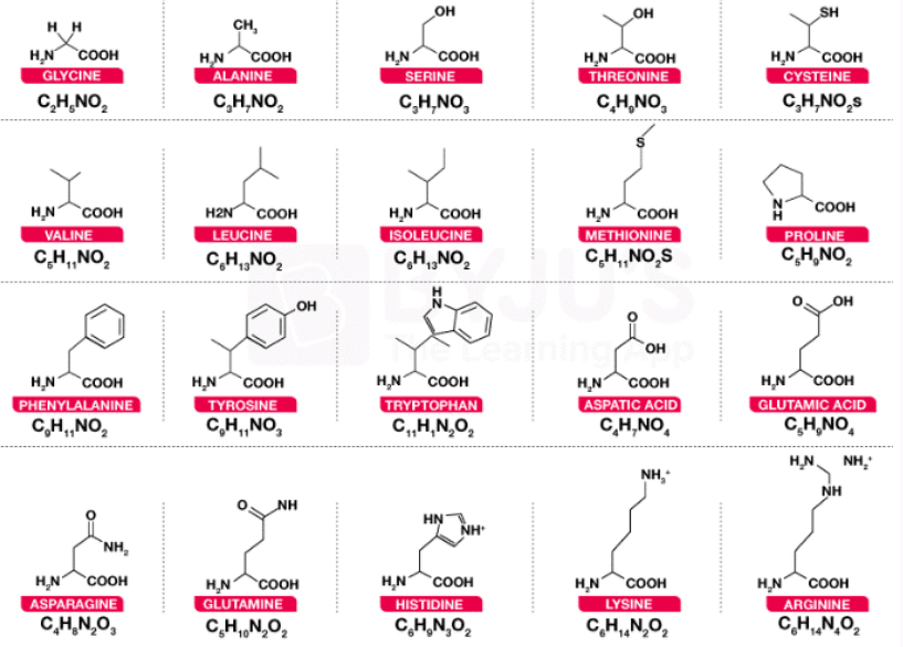 Amino Acid Structure | Biology and Biochemistry for MCAT