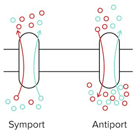 A Symporter and An Antiporter. The Blue Solute Is Moving Favourably Down Its Concentration Gradient, While the Red Solute Must Move Against Its Concentration Gradient.
