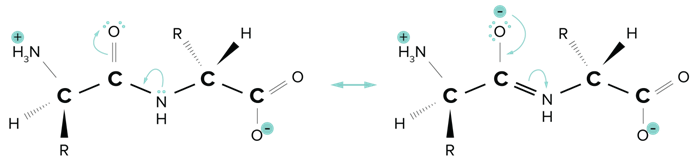 Resonance Structures of The Planar Amide Bond.