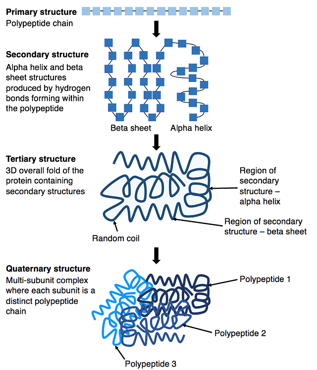 Protein Structure | Biology and Biochemistry for MCAT