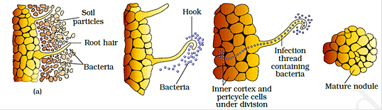 Mineral Nutrition Chapter Notes | Biology for ACT