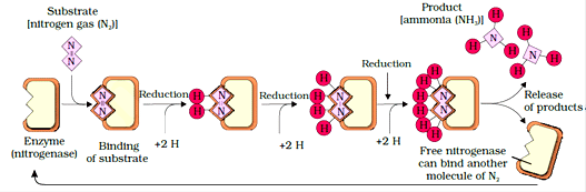 Mineral Nutrition Chapter Notes | Biology for ACT