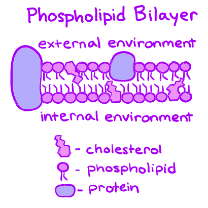 Fluid Mosaic Model | Biology for MCAT