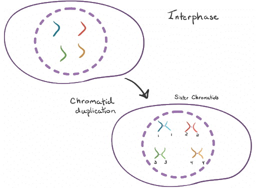 Mitosis: Unveiling the Intricacies of Cellular Division | Biology for MCAT