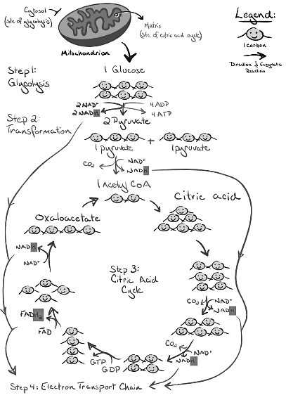 The Citric Acid Cycle | Biochemistry for MCAT