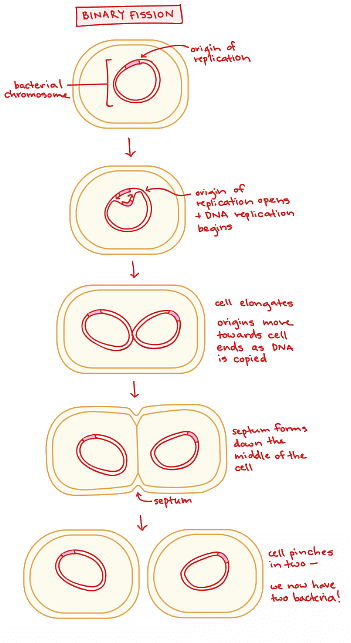 Bacterial Binary Fission | Biology for MCAT