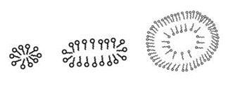 From Left to Right: A Micelle, A Bicelle, and A Liposome. A Liposome is an Empty Vesicle Enclosed by A Bilayer, and is Heavily Used in Experimental Design.