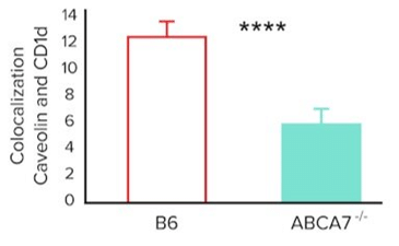 Colocalization (Arbitrary Units) of Caveolin-1 And Cd1d on The Surface of Splenocytes From B6 and Abca7-/- Mice