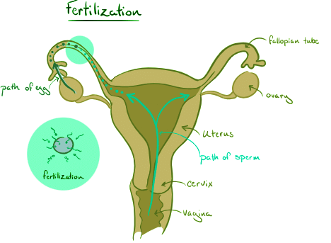 Egg Meets Sperm | Biology for MCAT