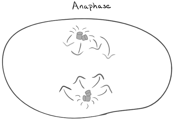 Mitosis: Unveiling the Intricacies of Cellular Division | Biology for MCAT