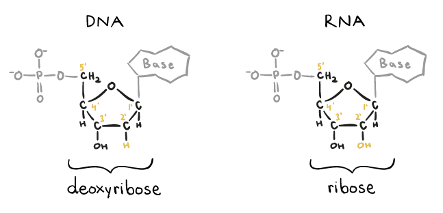 Eukaryotic gene transcription: Going from DNA to mRNA | Biochemistry for MCAT