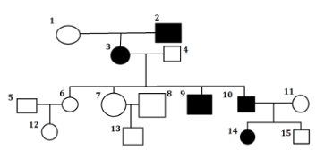 Figure 1 Pedigree of Sandy`s family