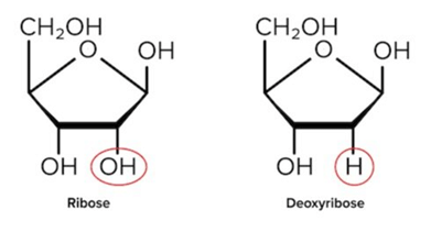 Ribose And Deoxyribose Differ by One Hydroxyl (-Oh) Group.