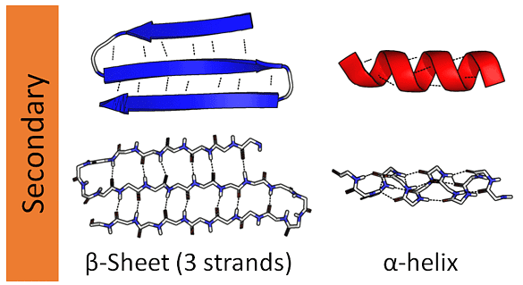 Protein Structure | Biology and Biochemistry for MCAT