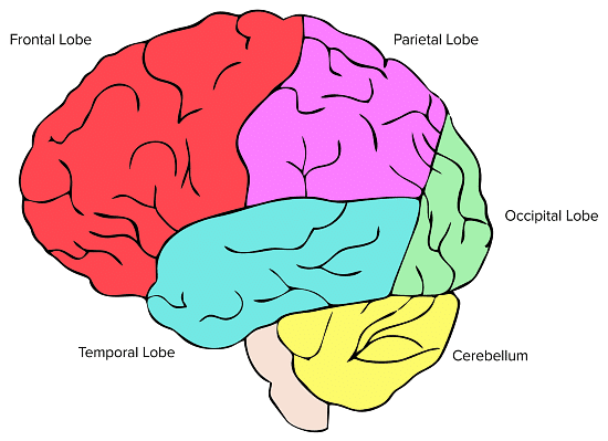The Four Major Lobes of The Cerebral Cortex.