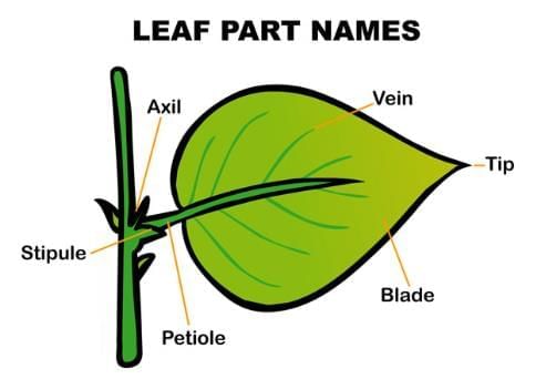 Plants in the Surroundings Chapter Notes | Science Class 3 ICSE