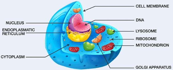 Biological Cell | Famous Books for UPSC Exam (Summary & Tests)