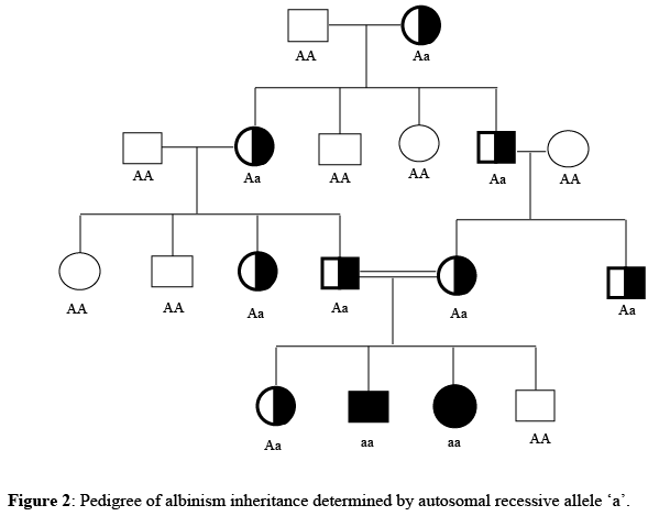 Pedigree Analysis | Anthropology Optional for UPSC