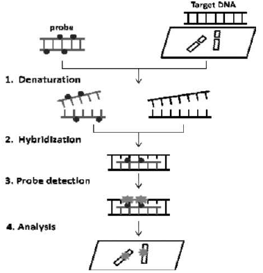 Cytogenetic Method (Chromosomal and karyo-Type Analysis) | Anthropology Optional for UPSC