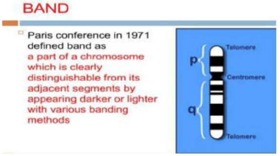 Cytogenetic Method (Chromosomal and karyo-Type Analysis) | Anthropology Optional for UPSC