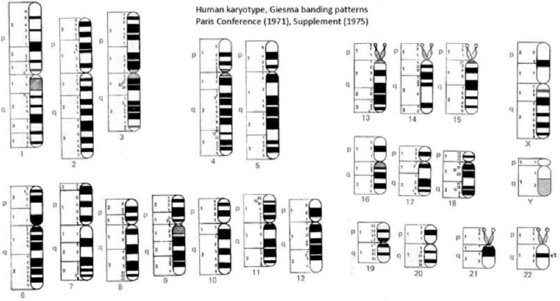 Cytogenetic Method (Chromosomal and karyo-Type Analysis) | Anthropology Optional for UPSC