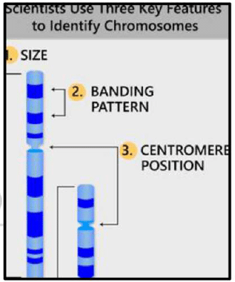 Cytogenetic Method (Chromosomal and karyo-Type Analysis) | Anthropology Optional for UPSC