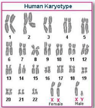 Cytogenetic Method (Chromosomal and karyo-Type Analysis) | Anthropology Optional for UPSC