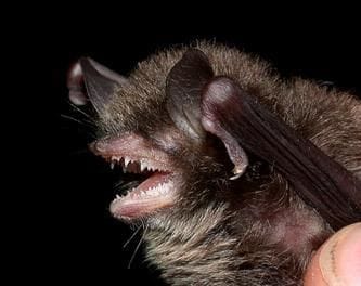 Himalayan Long-tailed Myotis