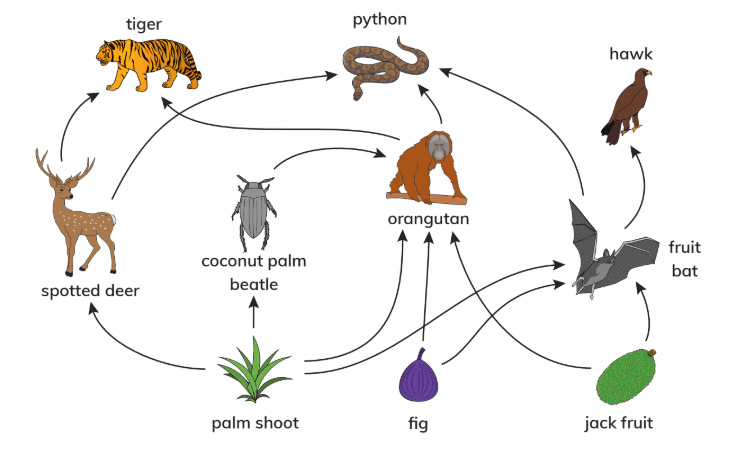 Food Chains and Food Webs Chapter Notes | Science for Grade 7