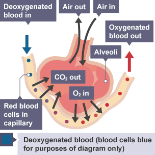 Respiration Chapter Notes - Year 8 Science IGCSE (Cambridge) PDF Download