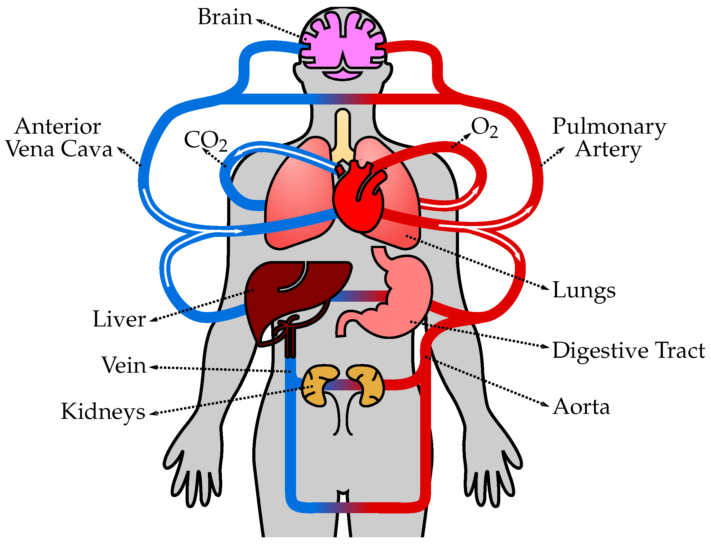 The circulatory system | Year 6 Science