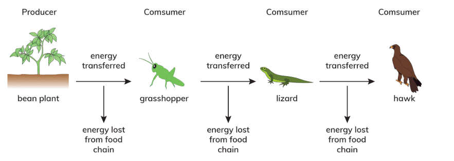 Food Chains and Food Webs Chapter Notes | Science for Grade 7