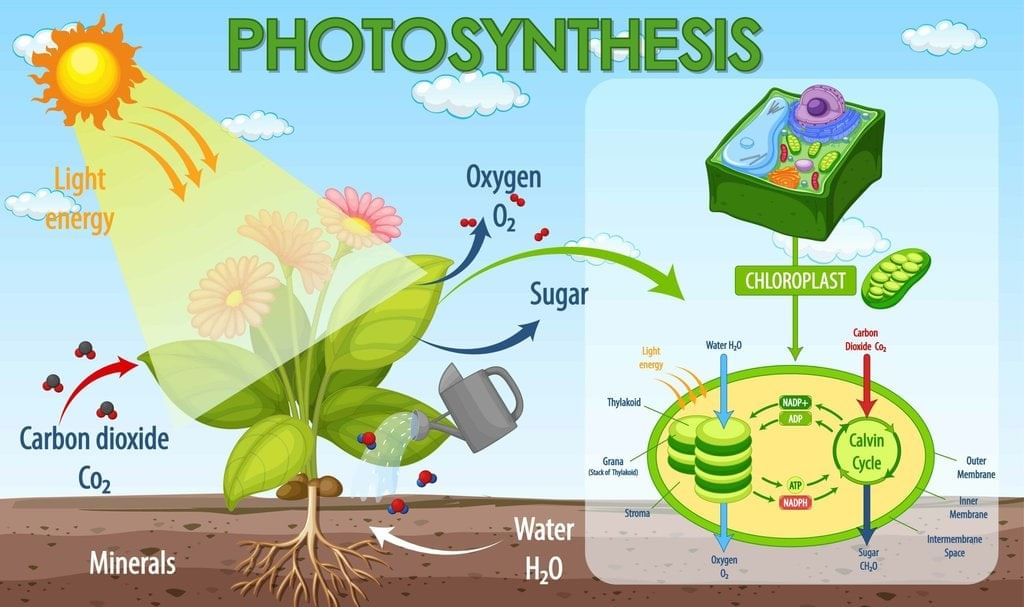 Photosynthesis and The Carbon Cycle Chapter Notes | Year 9 Science IGCSE (Cambridge)