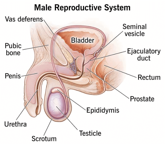 The Human Body Chapter Notes | Year 6 Science IGCSE (Cambridge)