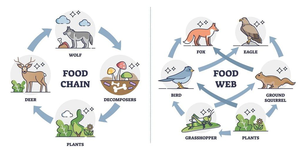 What is a food chain? - Year 4 Science PDF Download