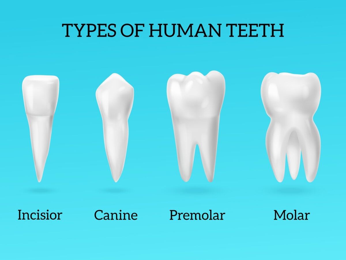 Teeth | Year 4 Science