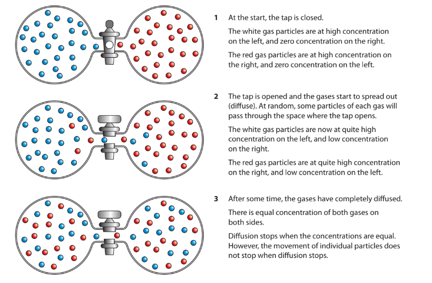 Forces and Energy Chapter Notes | Year 8 Science IGCSE (Cambridge) - Class 8