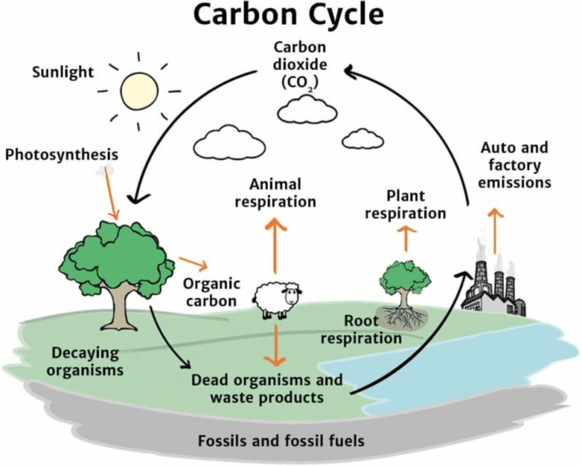 Photosynthesis and The Carbon Cycle Chapter Notes | Year 9 Science IGCSE (Cambridge)