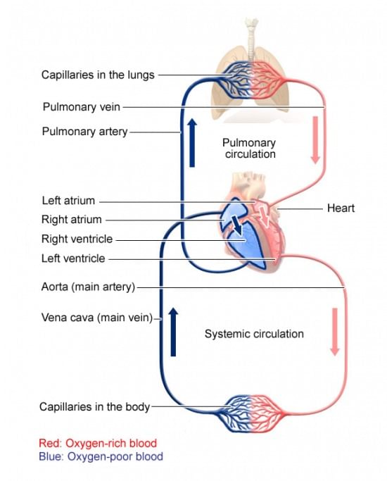 The circulatory system | Year 6 Science