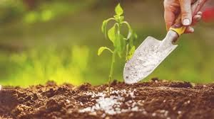 Photosynthesis and The Carbon Cycle Chapter Notes | Year 9 Science IGCSE (Cambridge)