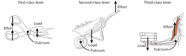 Simple Machines Chapter Notes | Technical Science for Grade 10